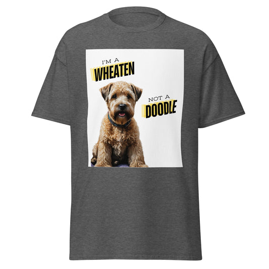 Wheaten, not a doodle